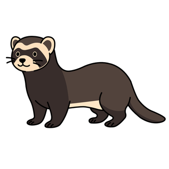 フェレット フェレット フェレット,小動物,エキゾチックアニマル,セーブルカラー,ペットのイラスト素材
