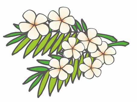 Plumeria, , JPG and PNG