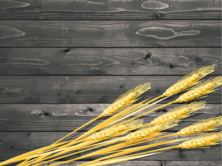 黄金色の麦穂と板の背景2　mugi015 麦穂,黄金色,リアル,ナチュラル,お洒落,自然,植物,大人っぽい,枠,背景のイラスト素材