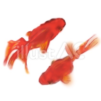 金魚