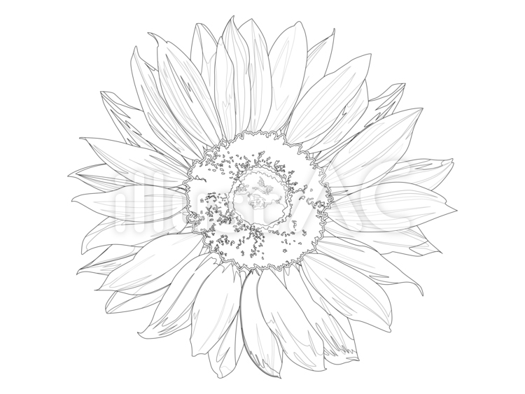 13ひまわり-単体 ひまわり,花,花びらのイラスト素材