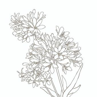 Illustration, flower, line drawing, coloring picture, 