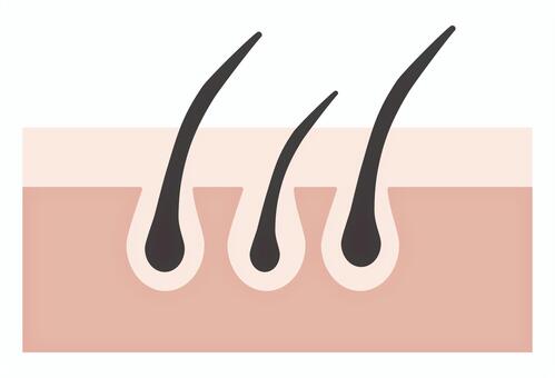 毛穴の断面図 髪,毛穴,毛根,皮膚,断面図,ヘアケア,美容,健康,毛周期,育毛のイラスト素材