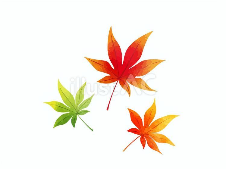 もみじ3枚 紅葉,葉,かえでのイラスト素材