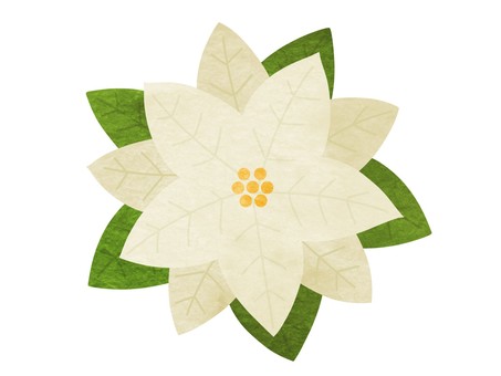 ポインセチアの手描き水彩イラスト 白