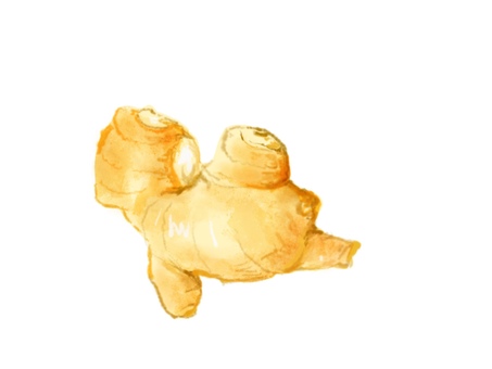 ショウガ ショウガ,薬味,野菜,リアル,手描きのイラスト素材