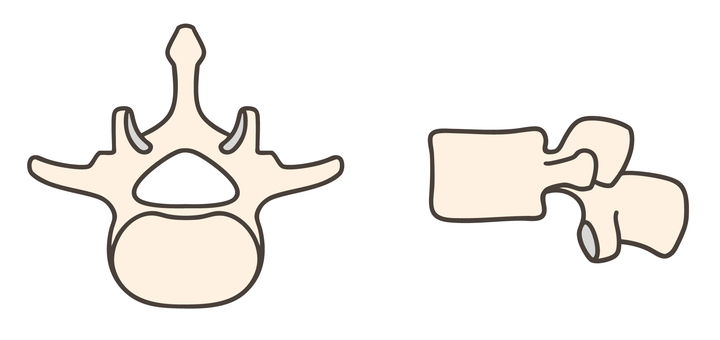第3腰椎、上面図と側面図01 第3腰椎、上面図と側面図01 第3腰椎,l3,腰椎,椎骨,解剖学,骨格,脊椎,上面図,側面図,医療のイラスト素材