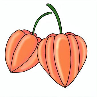 ほおずき ほおずき,植物,お盆,夏,シンプル,実のイラスト素材