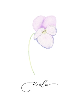 ヴィオラの水彩 ヴィオラ,冬,植物,花,水彩,茎,開花,手描き,可愛い,おしゃれのイラスト素材