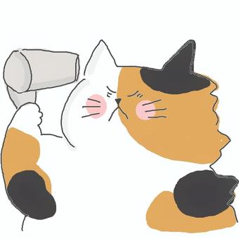 ドライヤーで乾かす三毛猫ちゃん♪ ドライヤーで乾かす三毛猫ちゃん♪ かわいい,ドライヤー,風,乾かす,ドライ,生活,生活習慣,ねこ,三毛猫,どうぶつのイラスト素材