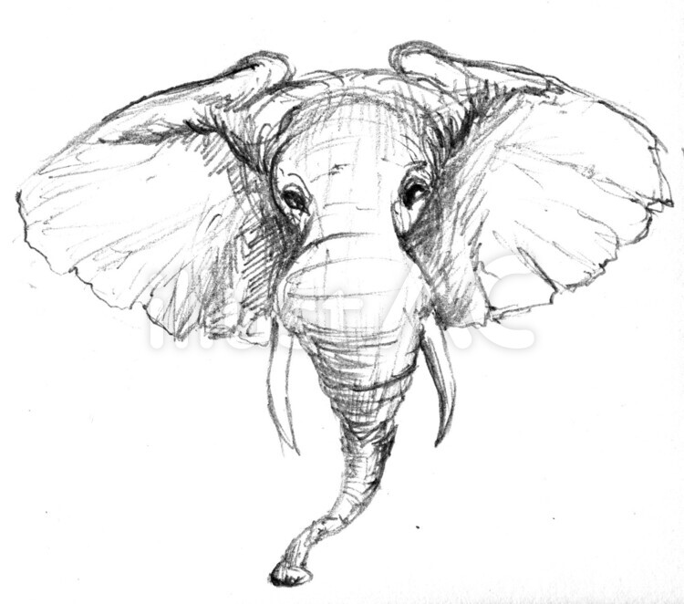 ぞう　顔 ぞう,顔,動物のイラスト素材