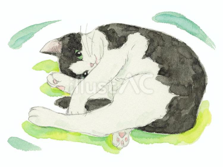 白黒ハチワレ猫さん 猫,手書き,水彩のイラスト素材