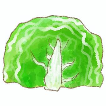 キャベツ キャベツ,食べ物,野菜,水彩,鉛筆のイラスト素材