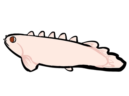 ポリプテルス　アルビノ 熱帯魚,観賞魚,ポリプテルス,アルビノ,魚のイラスト素材