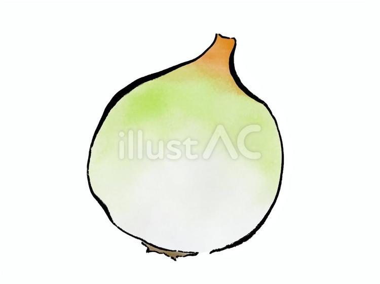 剥いた後の丸ごと玉ねぎ 玉ねぎ,野菜,食べ物のイラスト素材