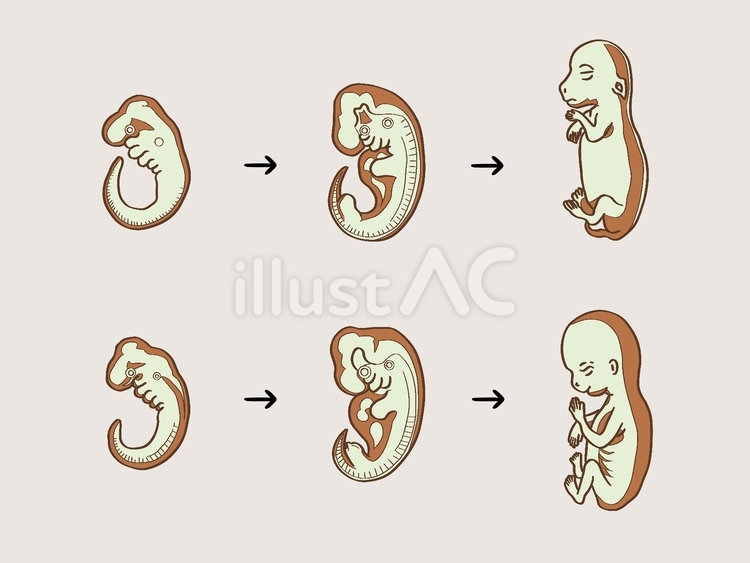 うさぎ(上)と人(下)の発生段階 発生,形成,細胞のイラスト素材