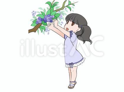 ブルーベリー狩り、果物の収穫をする女の子