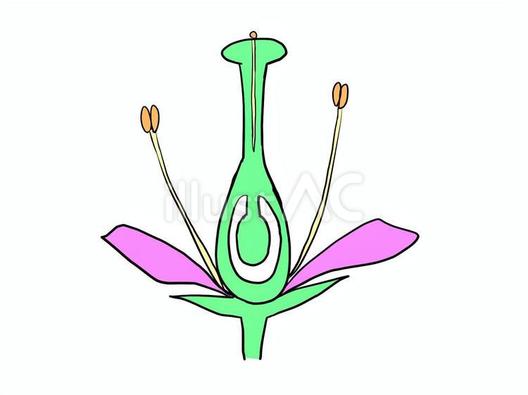 花粉管 花粉管,中学理科,めしべのイラスト素材