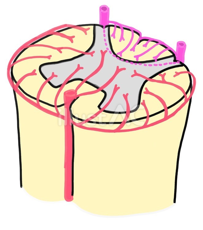 脊髄の断面の動脈 脊髄,脊髄断面,動脈のイラスト素材