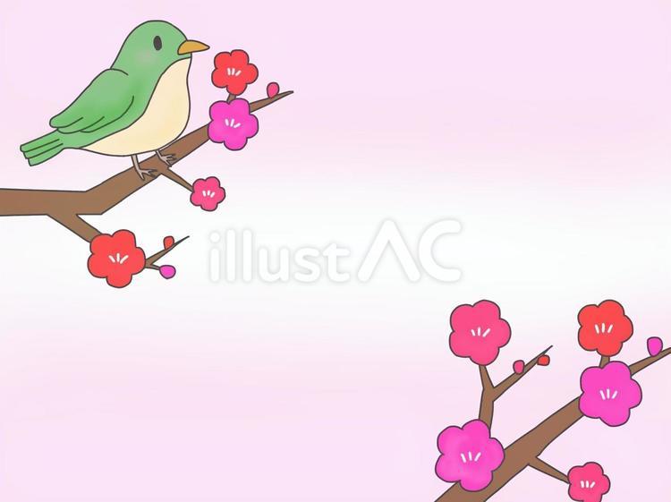 梅とうぐいす かわいい,ピンク,春のイラスト素材