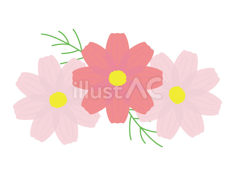 コスモス　3輪（赤とピンク） コスモス,花,植物のイラスト素材