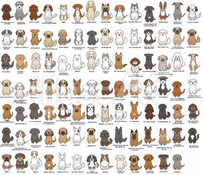 大型犬種の詰め合わせセット