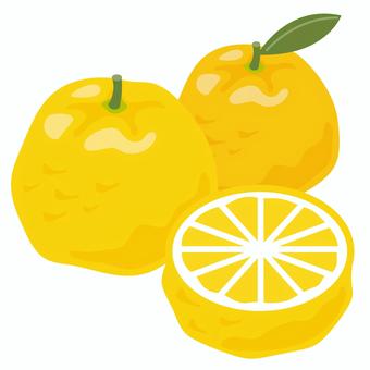 冬至のゆず 柚子,冬至,冬,年中行事,ゆず,季節,ユズ,果物,フルーツ,柑橘類のイラスト素材