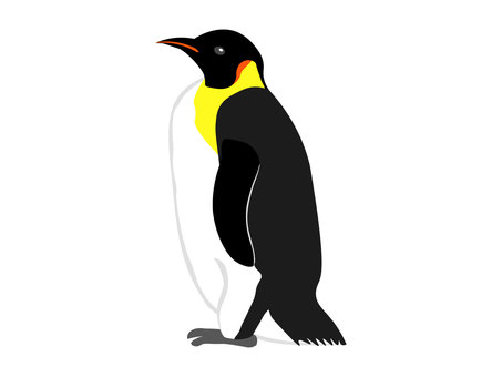 Illustration, penguin, penetration penguin, emperor penguin, 