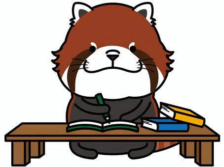 レッサーパンダさん 勉強 レッサーパンダさん 勉強 宿題,勉強,レッサーパンダ,机,本,ノート,教科書,鉛筆,動物,キャラクターのイラスト素材