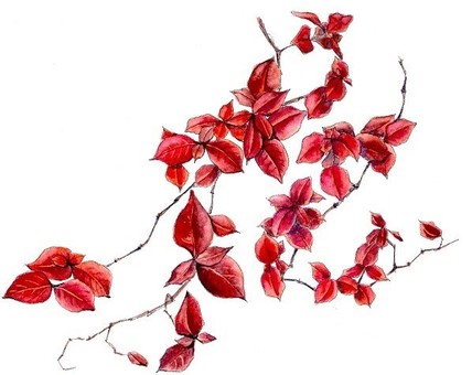 Teikakazura with autumn leaves, Teikakazura with autumn leaves, melati asia, autumn, autumn godhong,