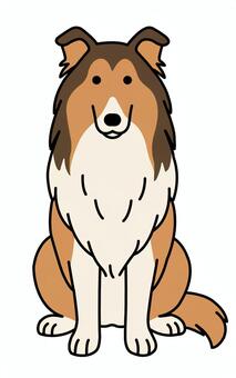 お座りするラフコリー ラフコリー,お座り,大型犬,尻尾,ペットのイラスト素材