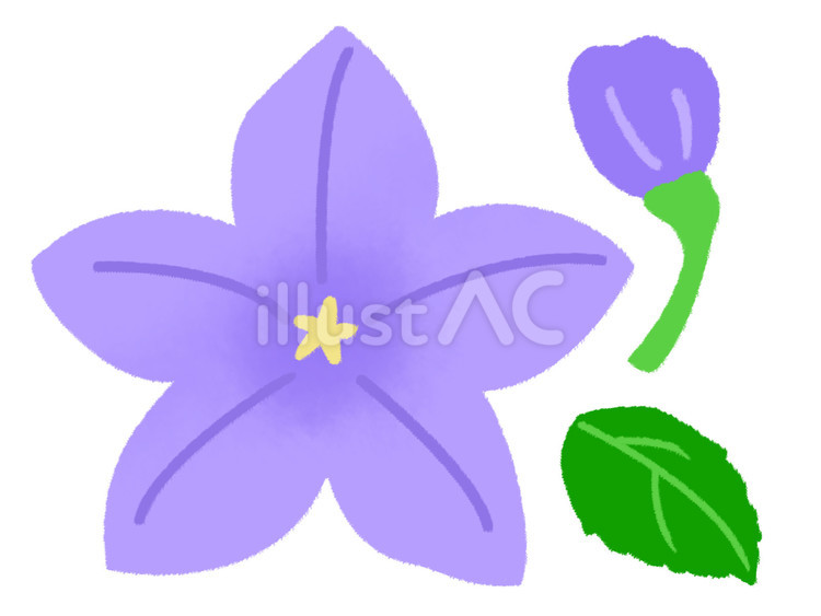大きな薄い桔梗の花と蕾と葉っぱ 桔梗,花,紫のイラスト素材