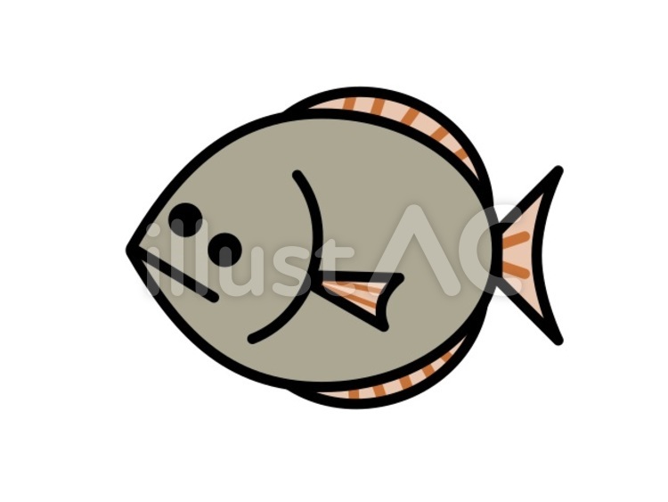 ヒラメ　灰 ヒラメ,魚,動物のイラスト素材