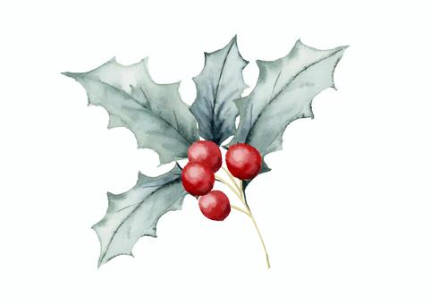 ひいらぎの葉と赤い実／水彩クリスマス素材 ひいらぎ,柊,水彩,葉,クリスマス,リーフ,ヒイラギ,手描き,手書き,飾りのイラスト素材