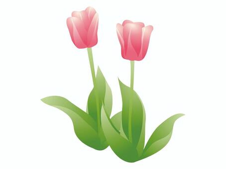 Tulips, pink, picture, flower bed, JPG and EPS