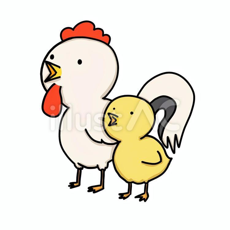 ニワトリとヒヨコ ニワトリ,ヒヨコ,親子のイラスト素材