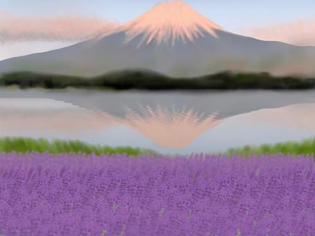 夕焼け富士山とラベンダー畑 富士山,山,ラベンダー畑,花,逆さ富士,水面のイラスト素材