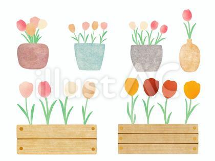 チューリップの鉢植えセット