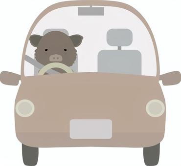 ドライブ_猪 ドライブ,イノシシ,動物,かわいい,車,運転,亥,亥年,干支,イラストのイラスト素材