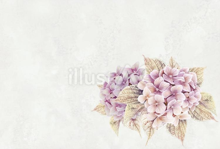 薄い紫とピンクがシックなアジサイの花 あじさい,梅雨,夏のイラスト素材
