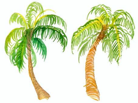 【水彩】ヤシの木 椰子の木,ヤシ,ココナッツ,ココヤシ,木,植物,南国,熱帯,ビーチ,レジャーのイラスト素材
