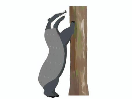 ヨーロッパアナグマ（木・主線なし） ヨーロッパアナグマ,アナグマ,ヨーロッパ,動物,木登り,主線なしのイラスト素材