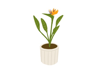 観葉植物14 観葉植物,緑,植物,インテリア,ナチュラル,手書き,ストレリチア,極楽鳥花のイラスト素材
