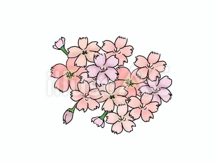 桜 桜,花,さくらのイラスト素材