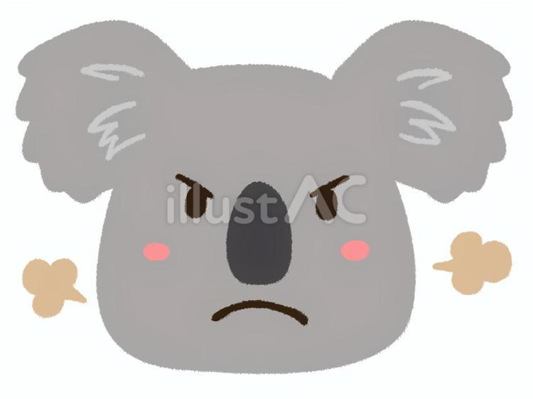 プンプン怒った表情のコアラの顔 コアラ,動物,怒るのイラスト素材
