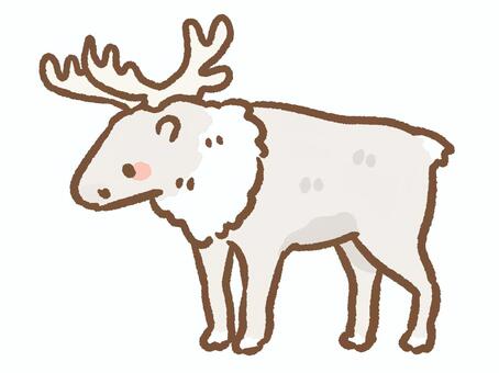 Illustration, reindeer, white, albino, 