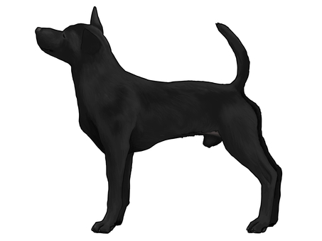 台湾犬 台湾犬,犬科,中型犬のイラスト素材
