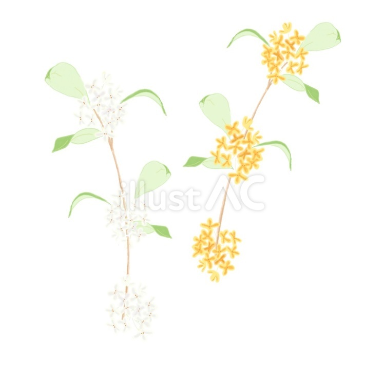 金木犀と銀木犀 花,植物,秋のイラスト素材