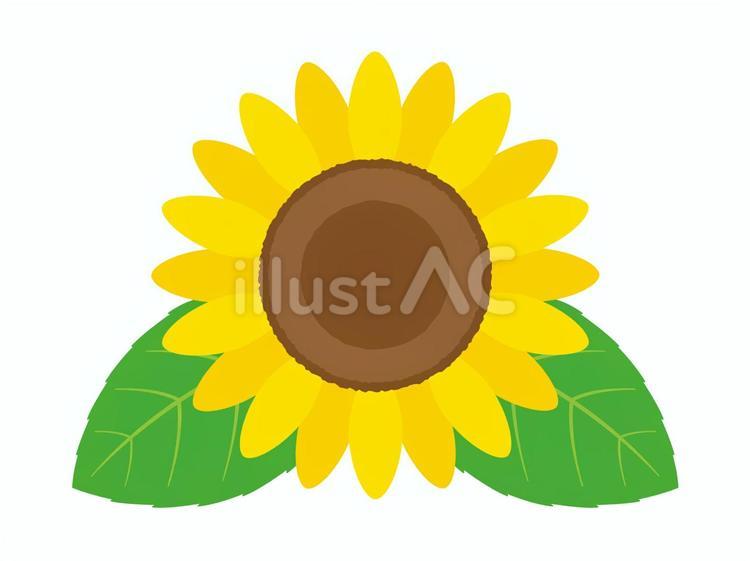 ひまわりのイラスト ひまわり,夏,夏休みのイラスト素材