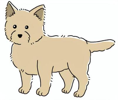 ケアーン・テリア 犬,ケアーン,テリア,ケアンテリア,小型犬,動物,ペット,愛犬,かわいい,シンプルのイラスト素材